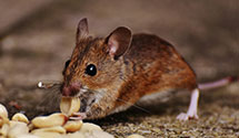 24 Hour & Emergency Exterminators in Fruita, CO